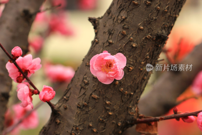 初春绽放的梅花