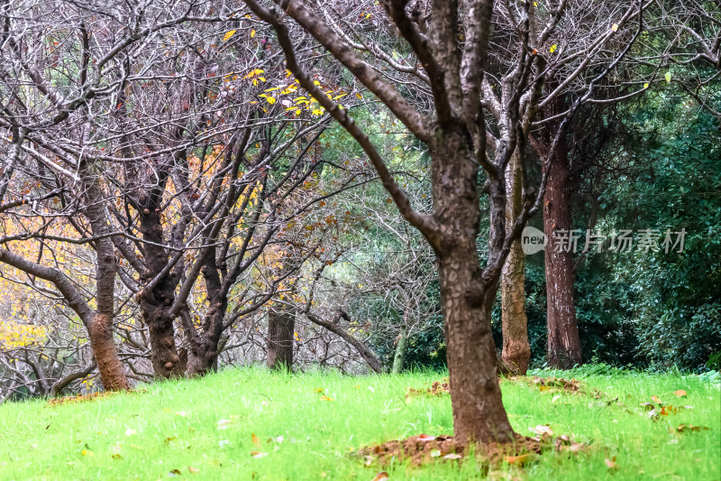 南京钟山风景名胜区明孝陵园林风景