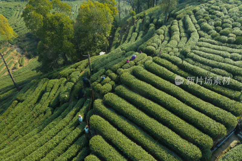 春天杭州西湖龙井茶园翁家山狮峰茶园