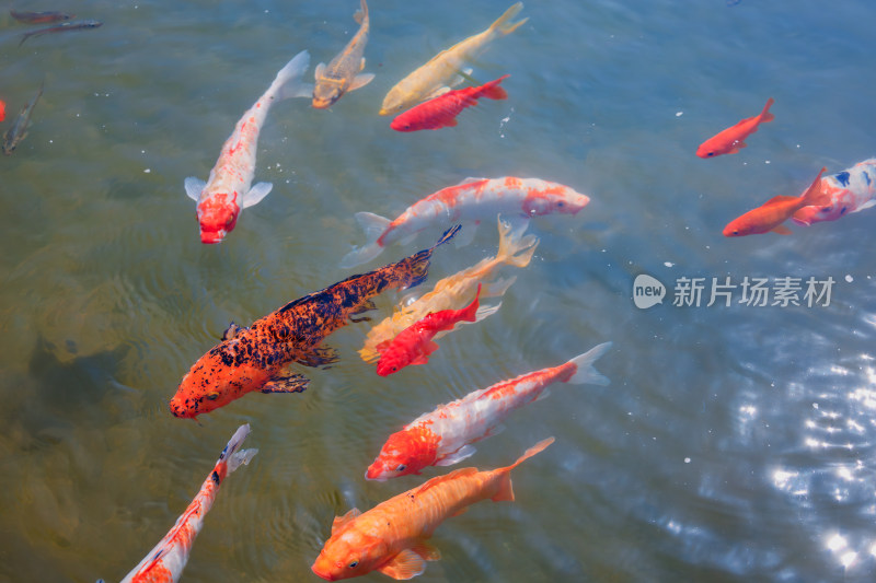 水中游动的多彩锦鲤