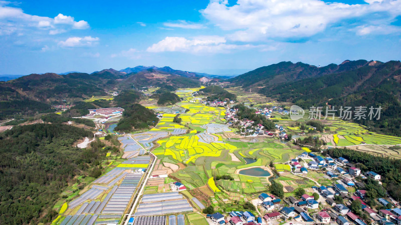 田园油菜花