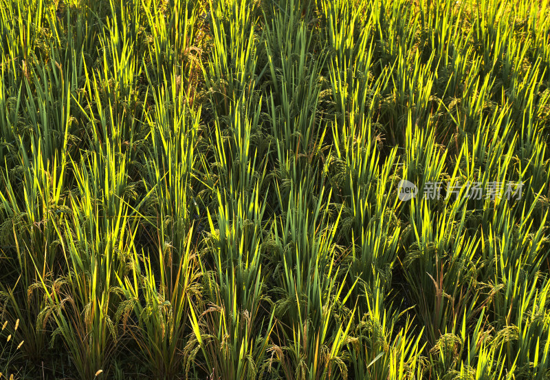 农田里长势良好的水稻