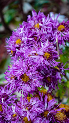 鲜花花朵菊花摄影图