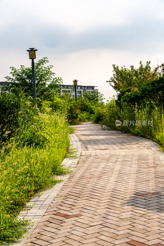 邹城中央公园城市绿植景观