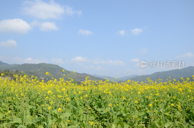 春天盛开的油菜花田