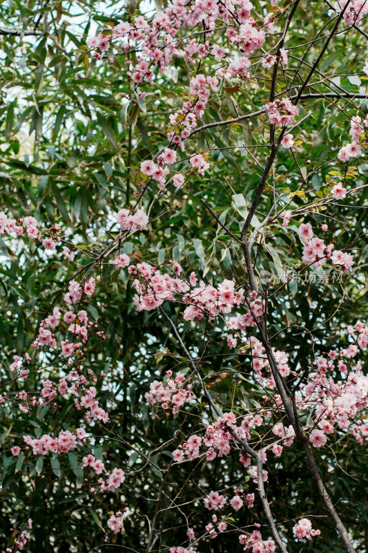 北京玉渊潭公园樱花节樱花