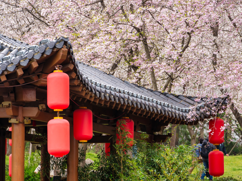 武汉东湖樱花园的樱花与建筑