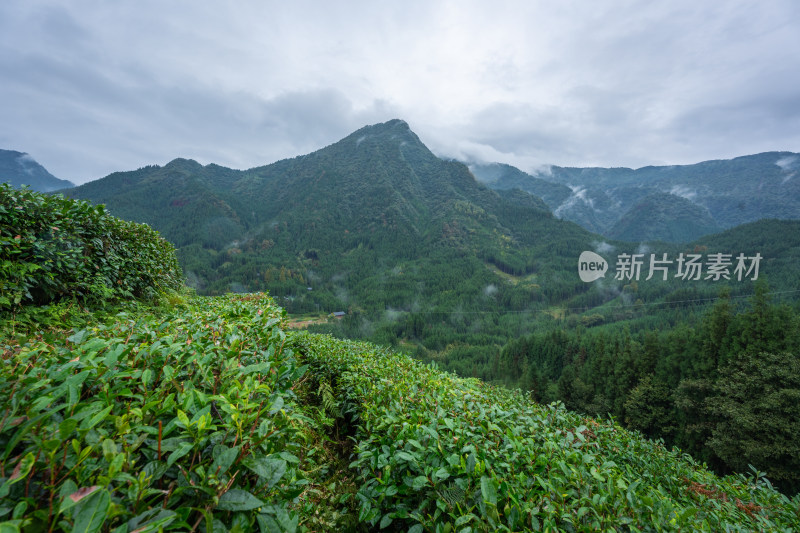 洪雅县复兴村山上茶园