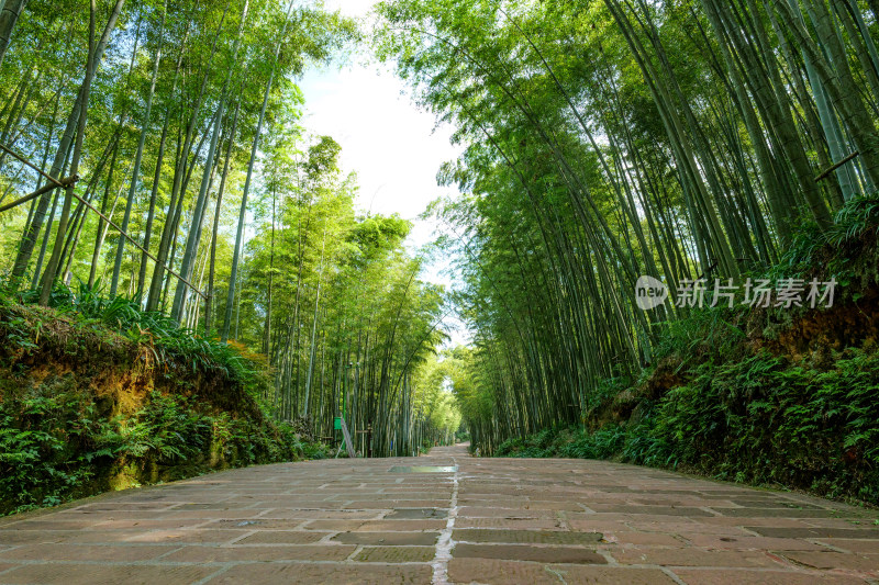 四川宜宾蜀南竹海