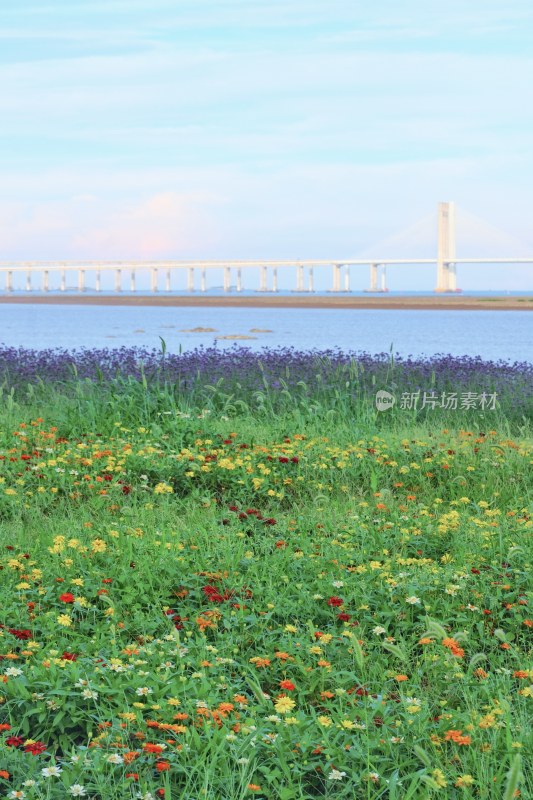 泉州海滨公园 大海与马鞭草