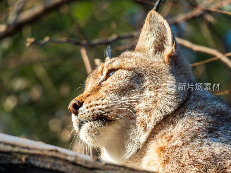 欧亚猞猁大头照