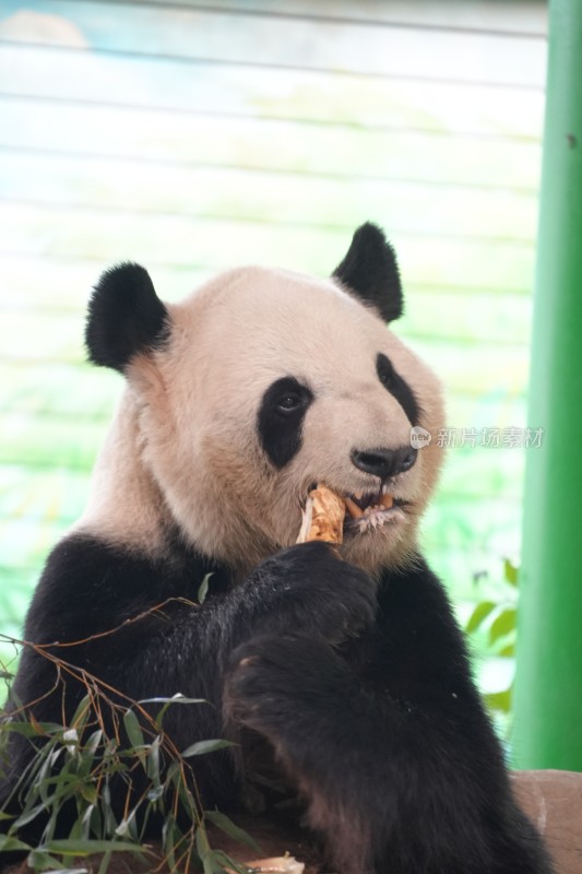 大熊猫坐卧进食竹子