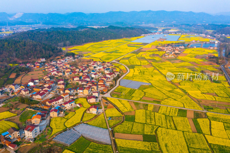 航拍春天乡村的油菜花田