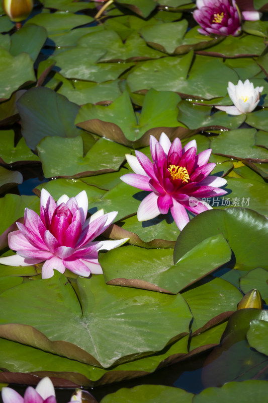 夏天莲花池里盛开的粉色睡莲风景