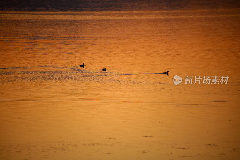 夕阳下水面上的鸟群晚霞