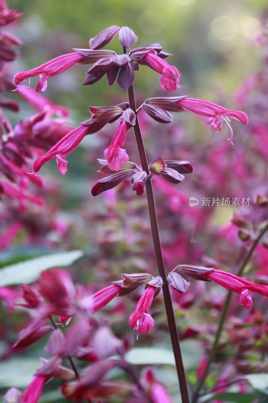 紫色朱唇花  粉红色朱唇花 