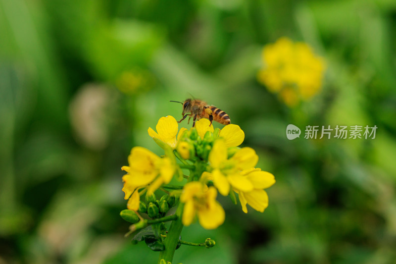 蜜蜂在黄色花朵上采蜜的画面