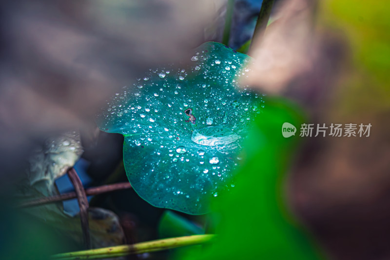 雨后荷叶上的露水珠