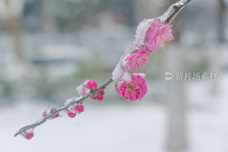 武汉东湖梅园雪中梅花盛开