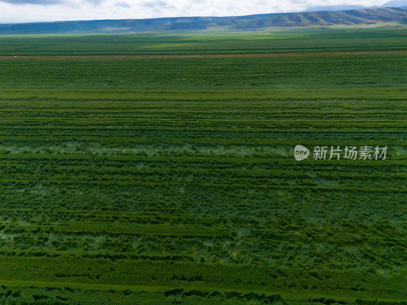 绿色草原蓝天白云航拍图