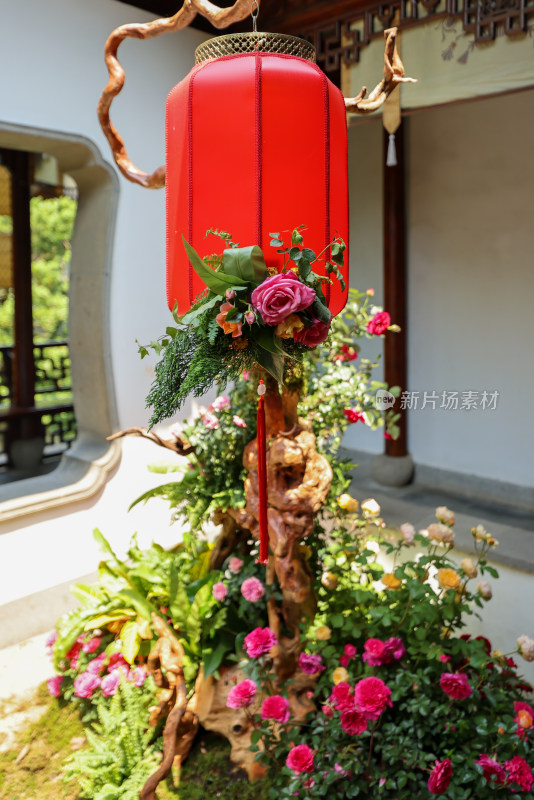 杭州西湖郭庄月季花展的灯笼