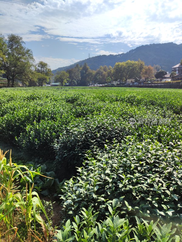 杭州云栖竹径茶园