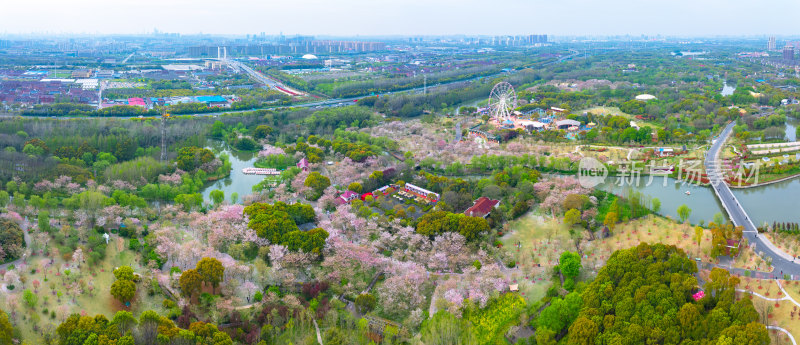 航拍上海宝山顾村公园樱花季樱花
