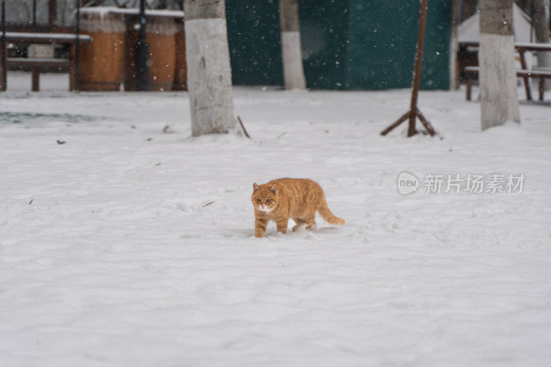 橘猫在雪地行走下雪天冬季