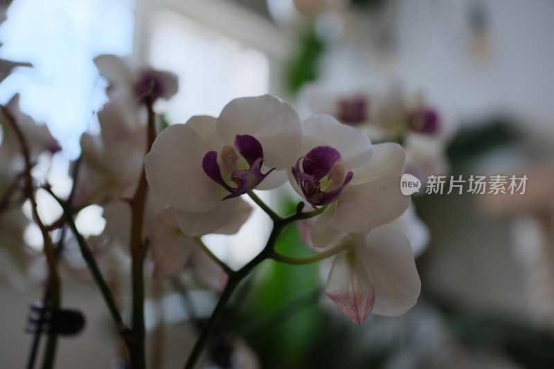 优雅的兰花紫色花蕊