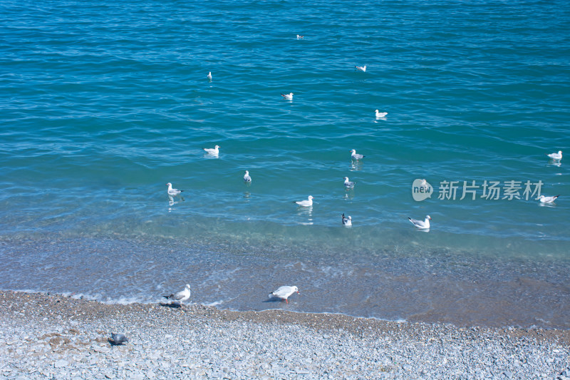中国西部青海青海湖秋季自然风光