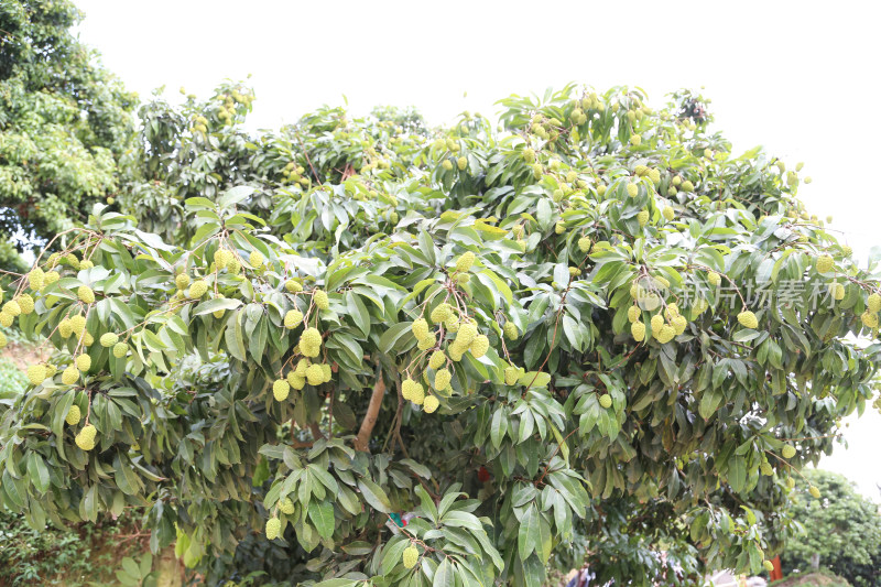 挂满荔枝的荔枝树