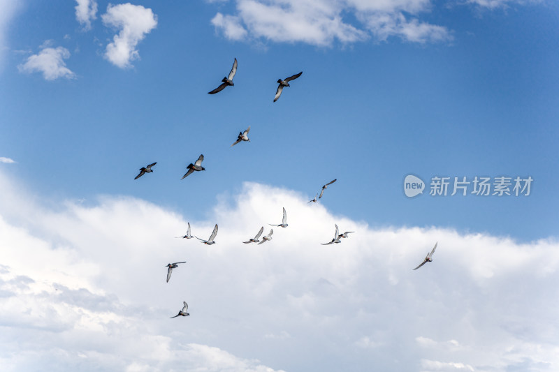 一群鸟在天空翱翔蓝天白云