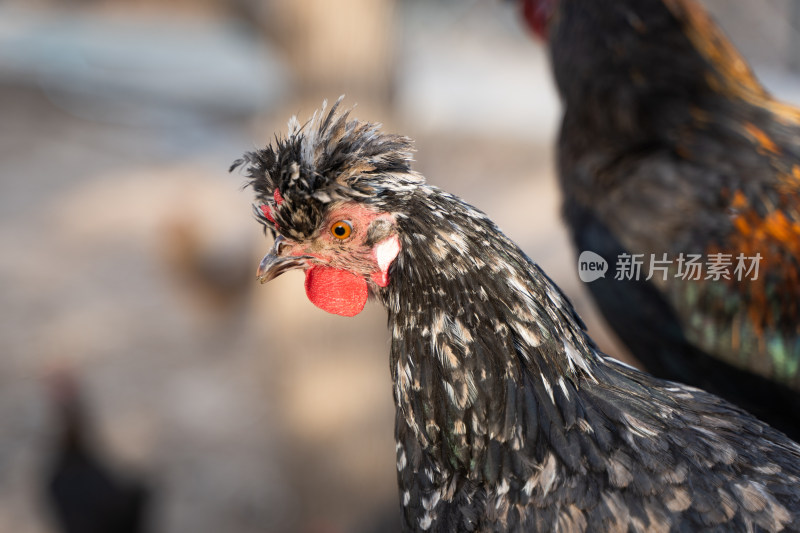 贵妃鸡特写散养鸡家禽养殖