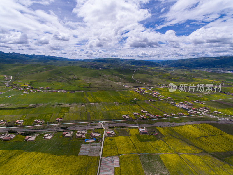 藏地乡村民居油菜花航拍全景图