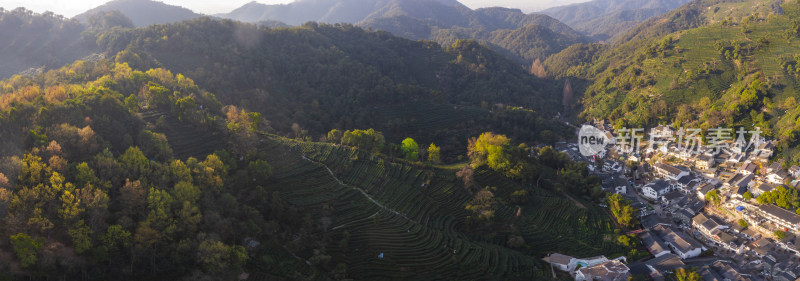 杭州西湖龙井产地翁家山茶园