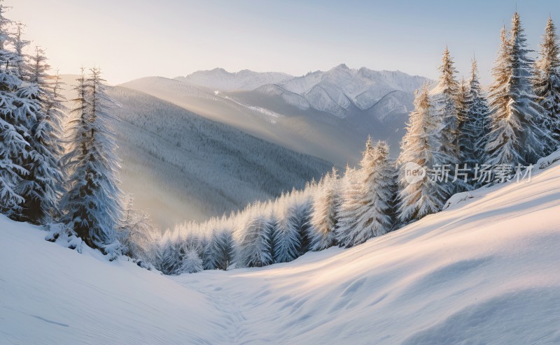 冬季森林白雪覆盖风景