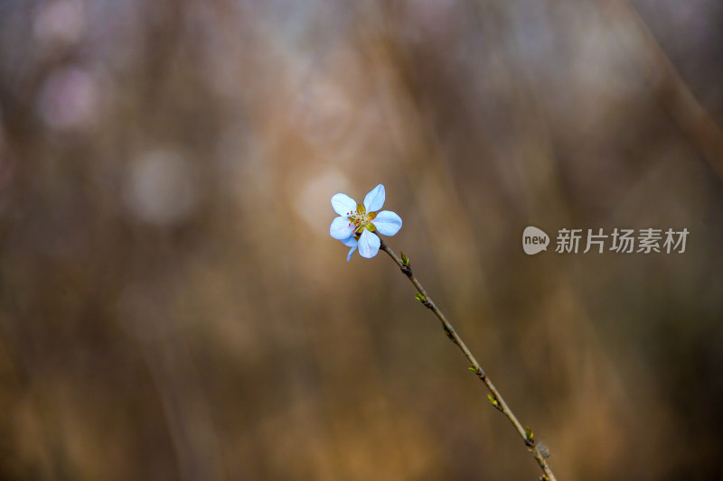 夏日里的花草