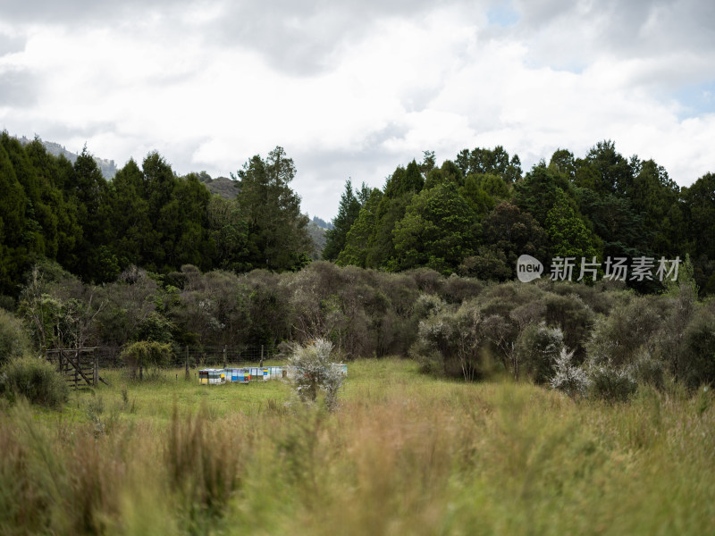 新西兰深山里的麦卢卡蜂蜜农场和野外蜂箱