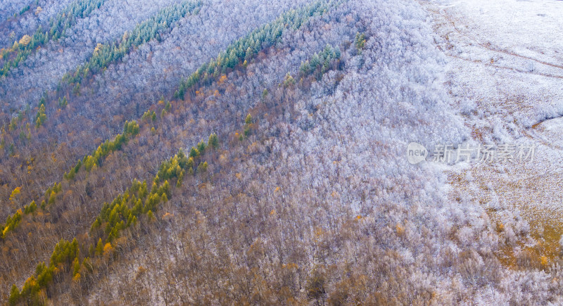 山林雪景图，多种树木色彩相间