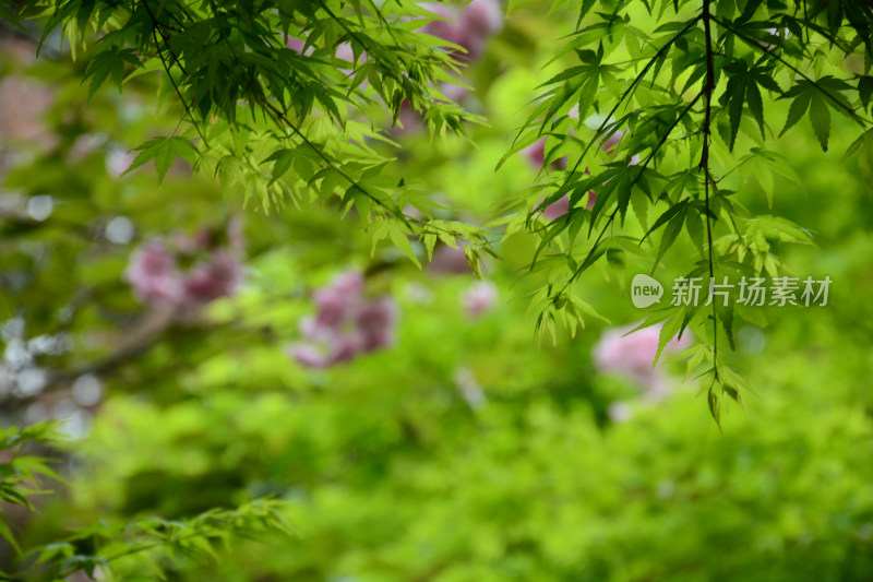 枫叶鲜花背景