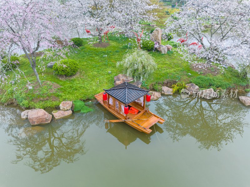 武汉东湖磨山樱花园樱花盛开