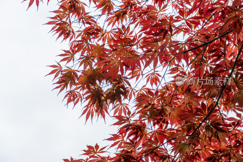 苏州园林狮子林火红色的枫叶与白色天空背景