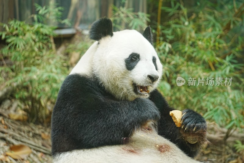 大熊猫坐着进食竹子