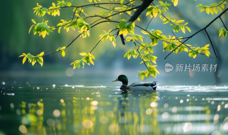 湖边鸭子春江水暖宁静悠闲湖泊背景