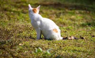 草地上的三色花猫