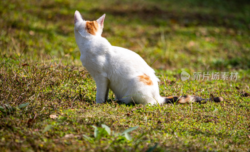 草地上的三色花猫