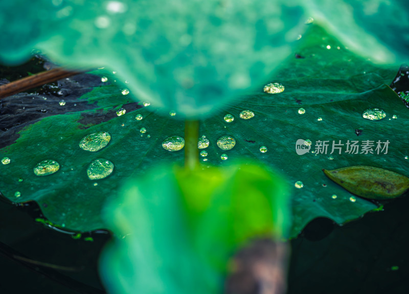 雨后荷叶上的露水珠