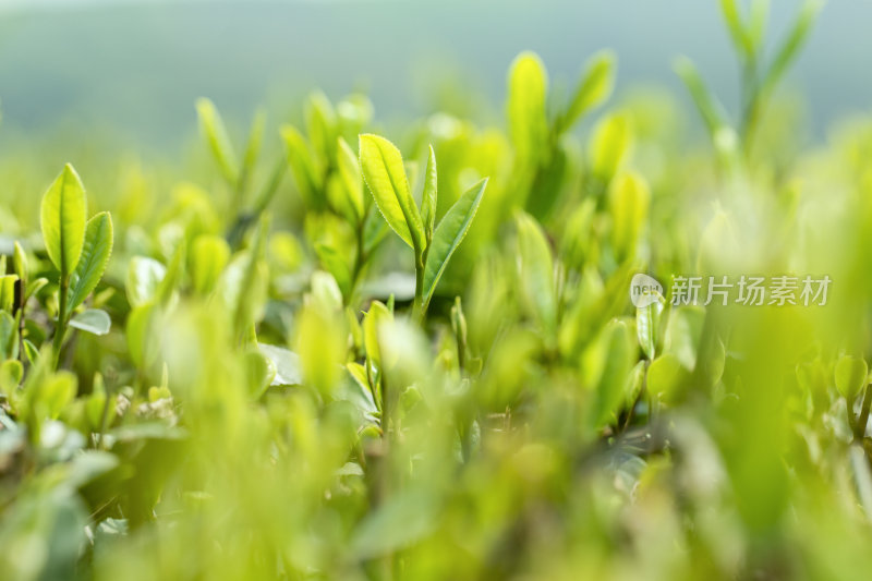 茶叶绿茶茶具茶田茶山采茶茶农茶艺茶树