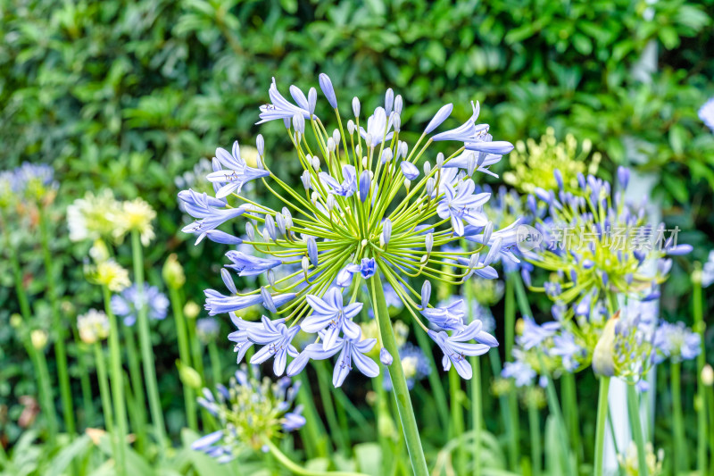 植物百子莲开花特写