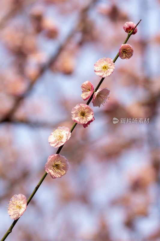 含苞待放的花苞樱花梅花枝